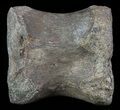 Hadrosaur Caudal Vertebrae - Texas #67777-2